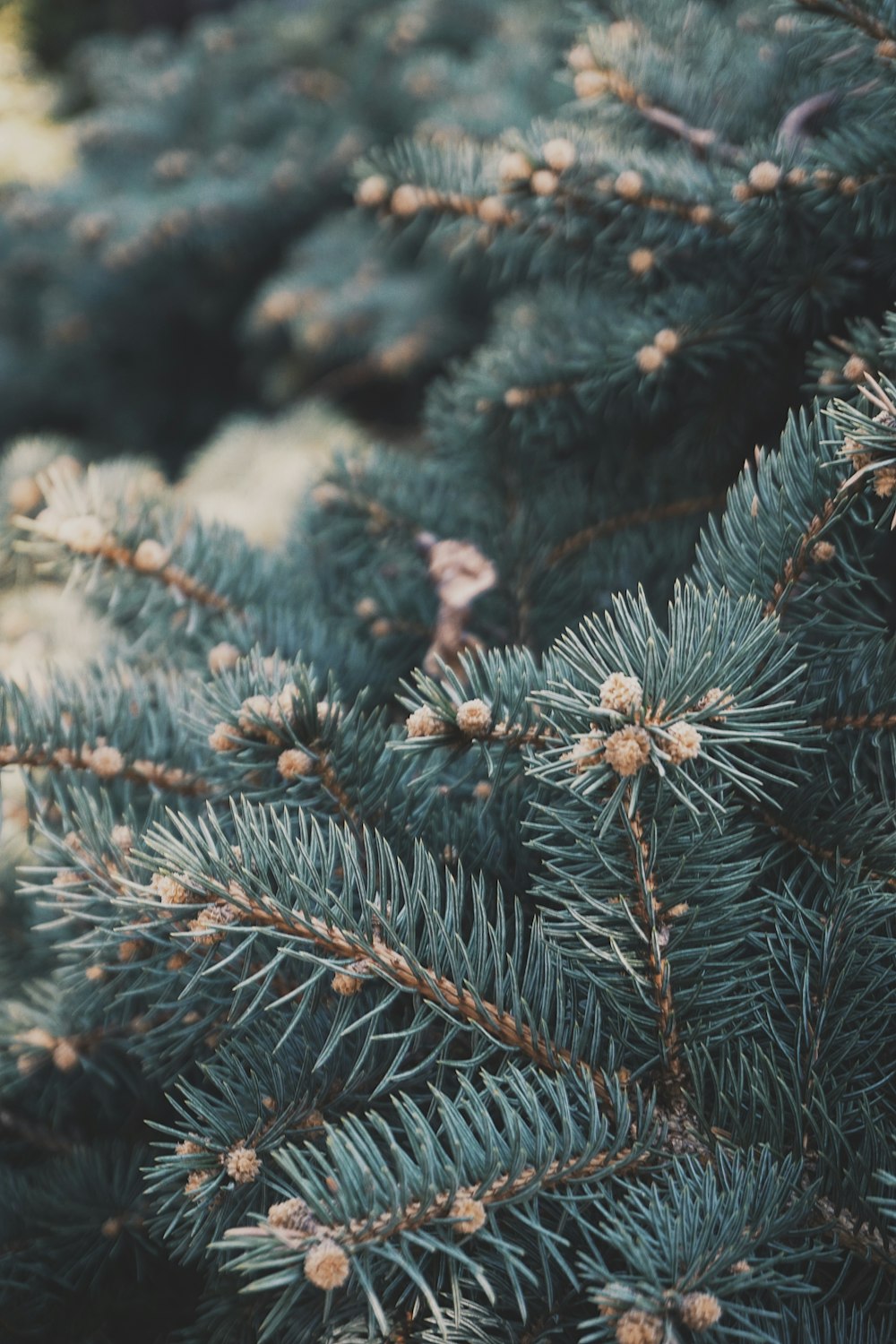 green pine tree covered with snow