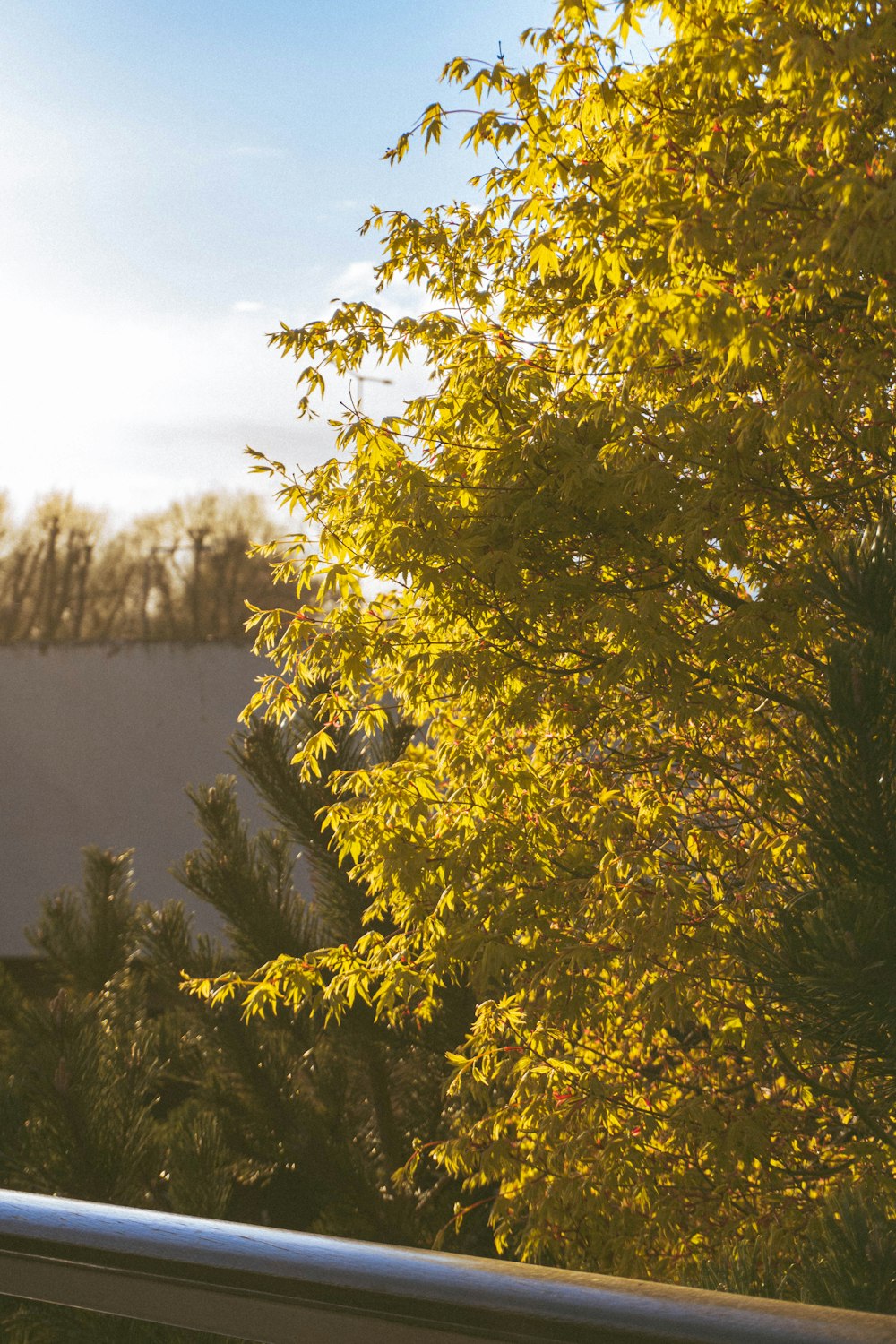 green tree near body of water during daytime