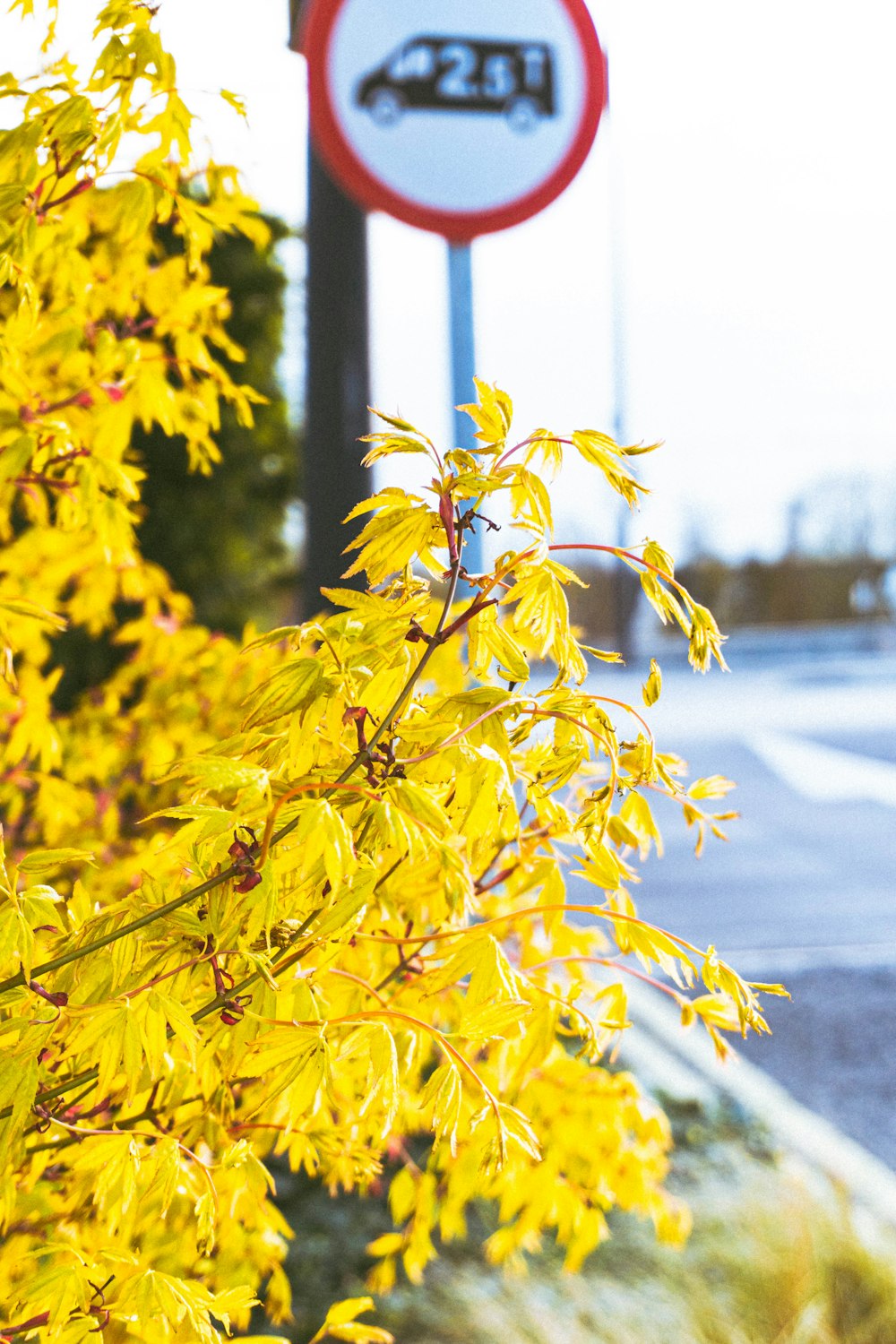 昼間の木の枝の黄色い葉