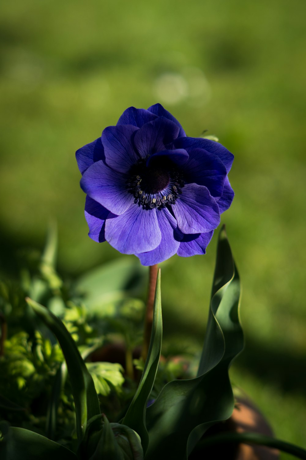 purple flower in tilt shift lens