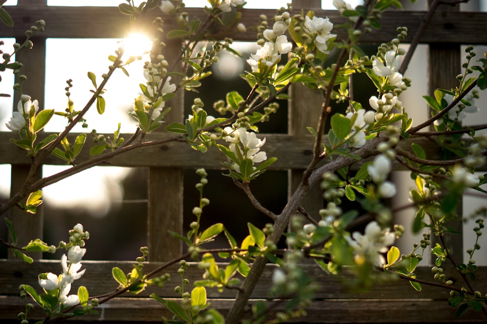 fleurs blanches sur la clôture en bois brun pendant la journée