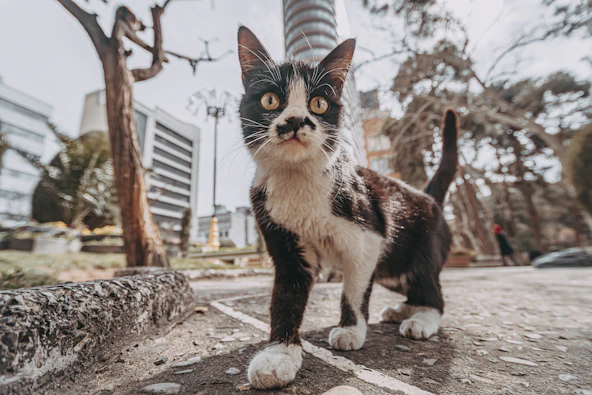 white and black cat on gray concrete floor