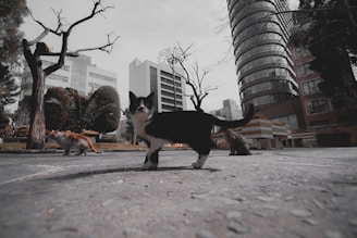 Three cats in an urban environment with modern buildings in the background. The central cat is black and white, walking along a paved surface. Surrounding trees are leafless, suggesting a stark seasonal setting.
