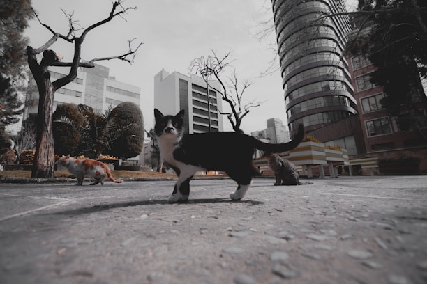 Three cats in an urban environment with modern buildings in the background. The central cat is black and white, walking along a paved surface. Surrounding trees are leafless, suggesting a stark seasonal setting.
