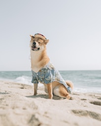 brown and white short coated dog on beach during daytime