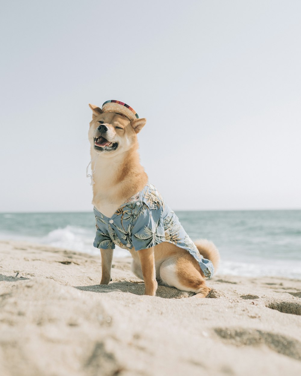 Perro de pelo corto marrón y blanco en la playa durante el día