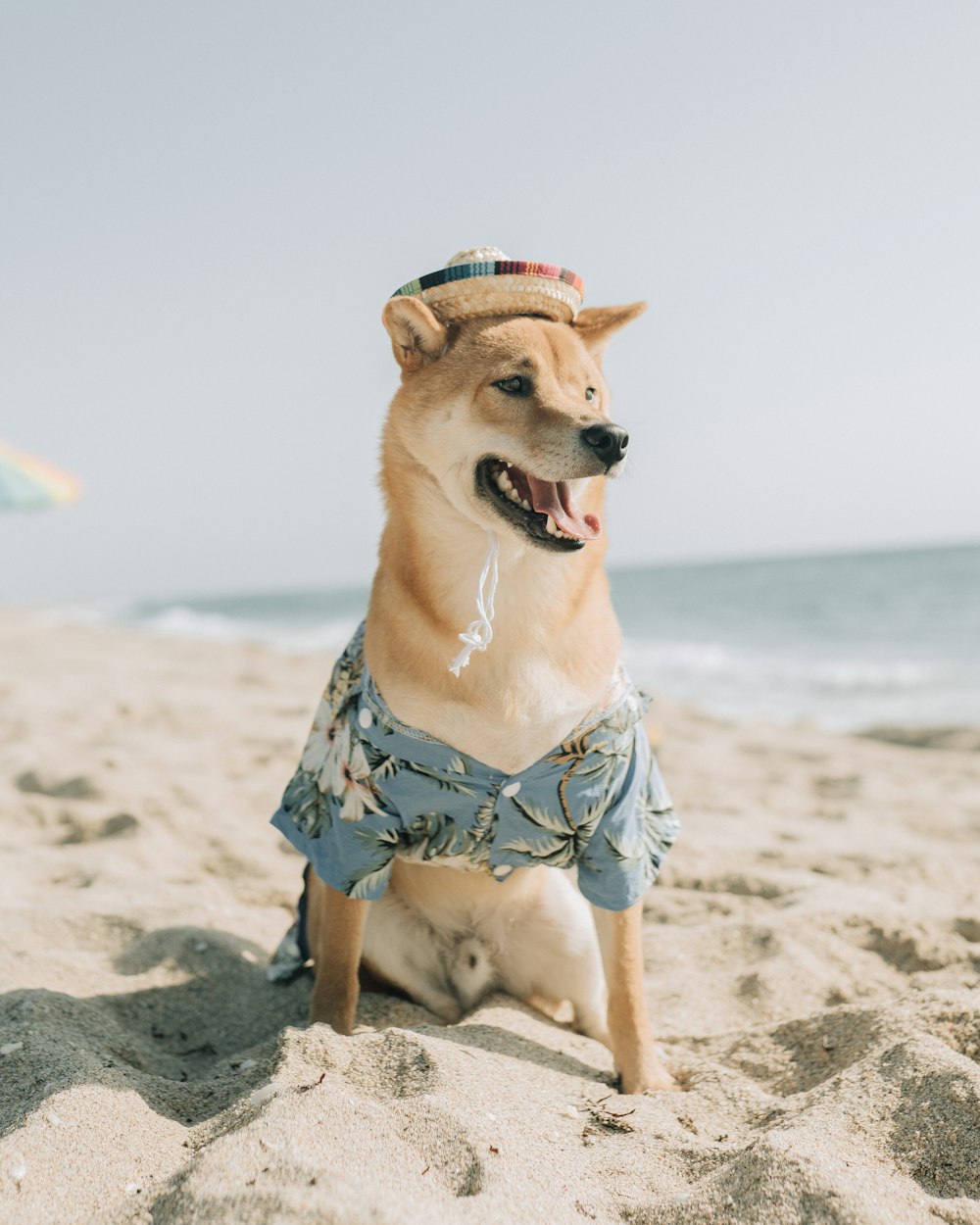 brown short coated dog wearing blue and white polka dot scarf on beach during daytime