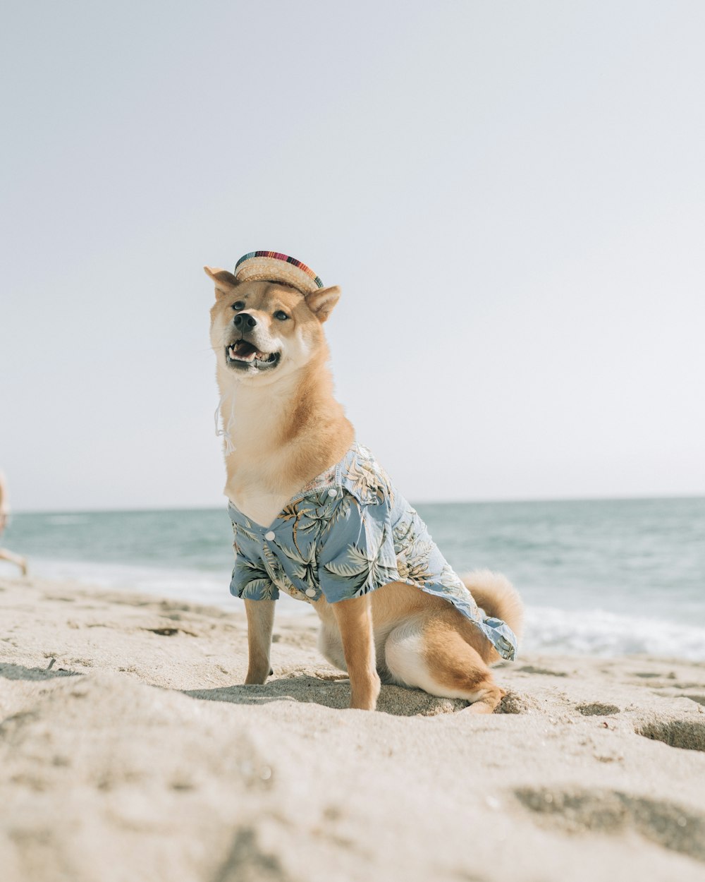 brown and white short coated dog on beach during daytime