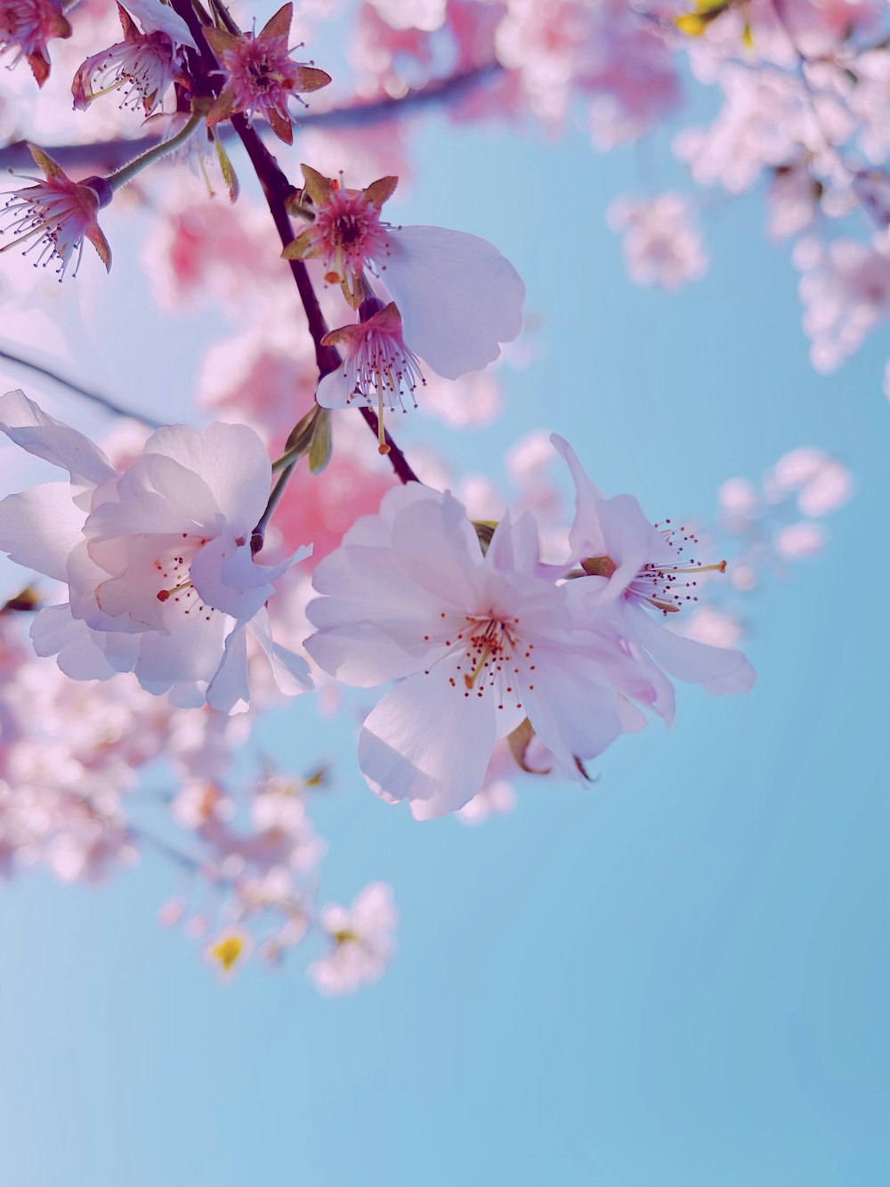 昼間に咲く白桜