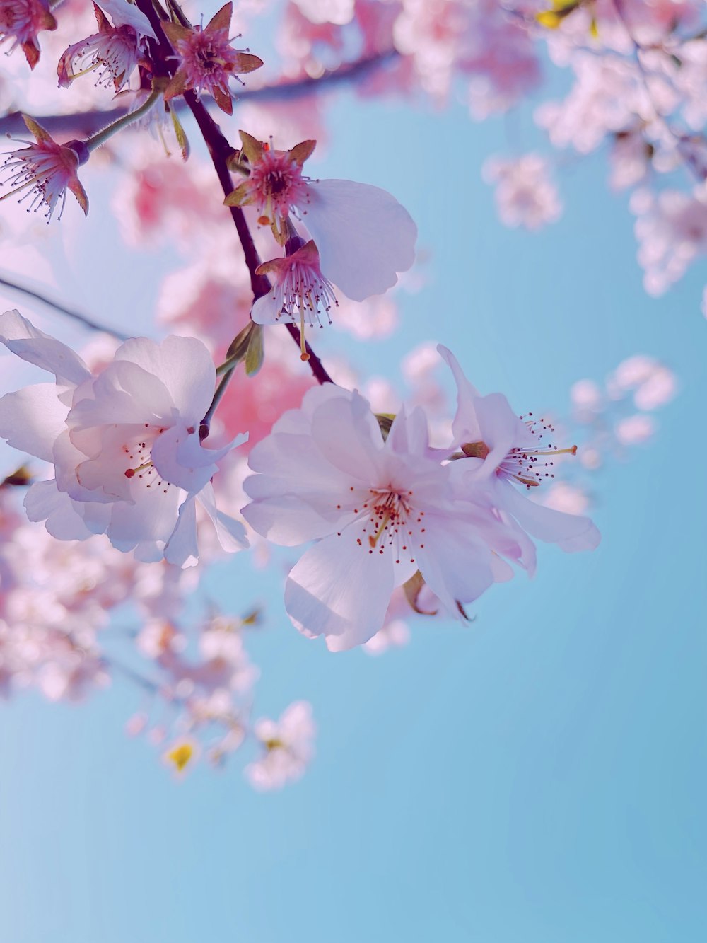 Flor de cerezo blanco en flor durante el día