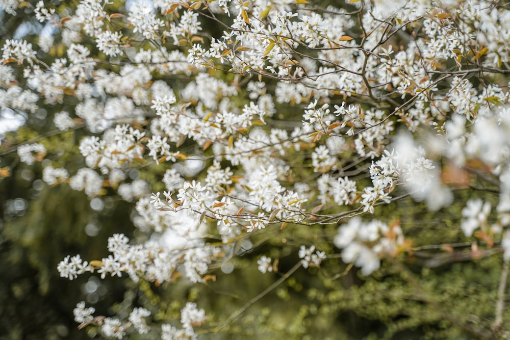 white flowers in tilt shift lens