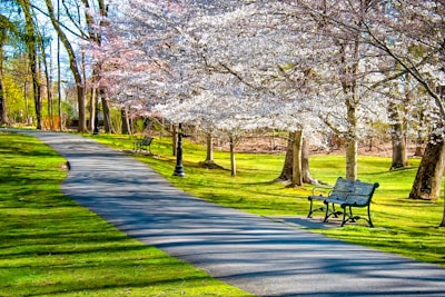 A scenic view of a wheelchair-friendly park during a sunny day.