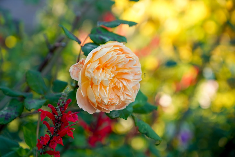 yellow flower in tilt shift lens