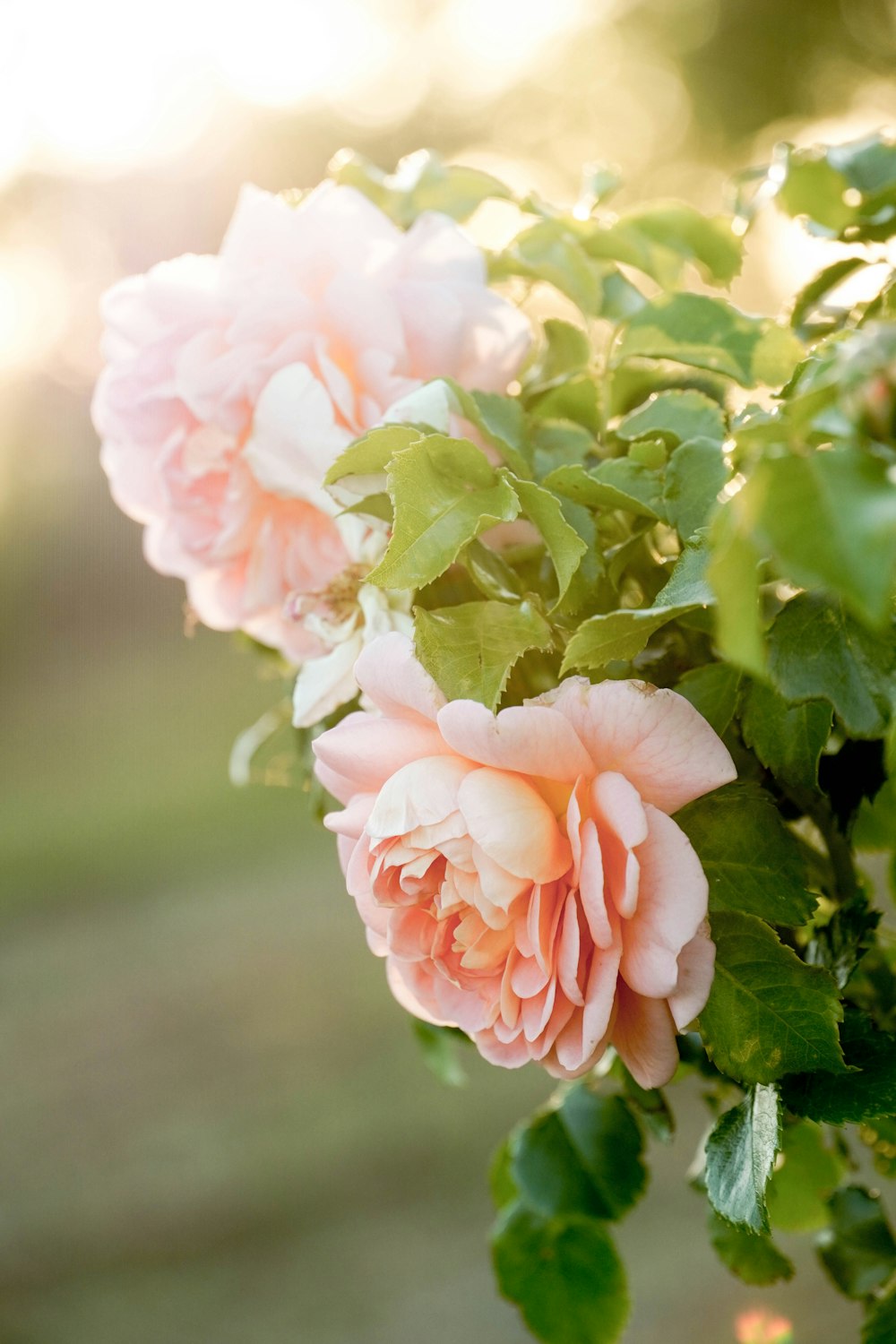 pink and white flower in tilt shift lens