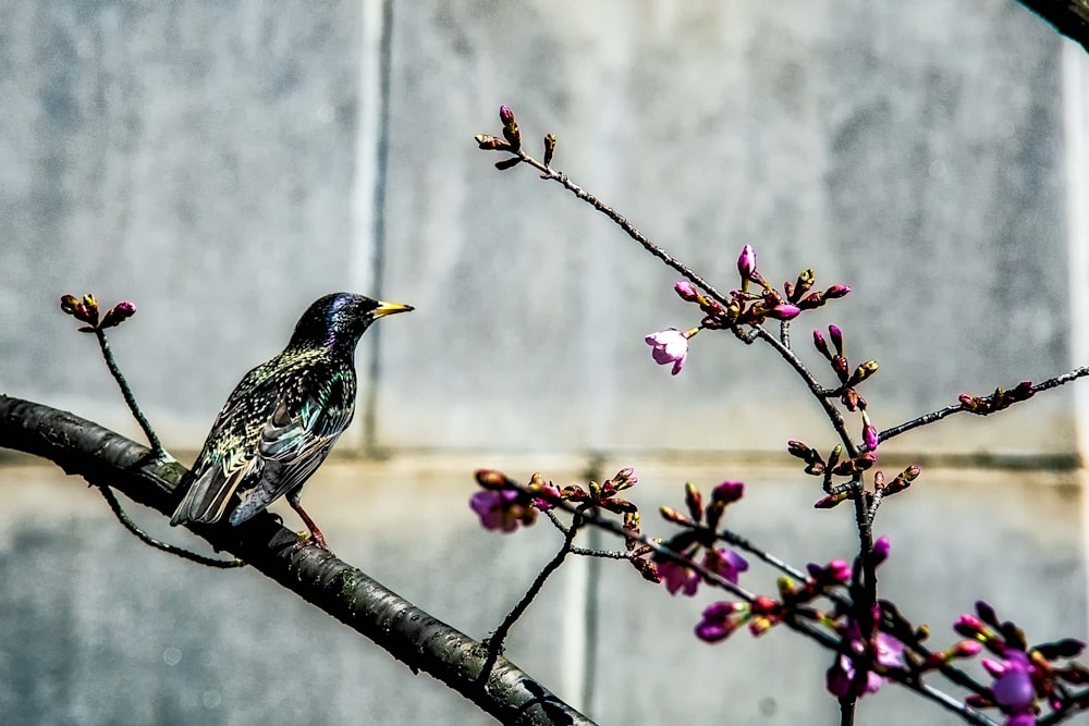 black and yellow bird perched on tree branch during daytime