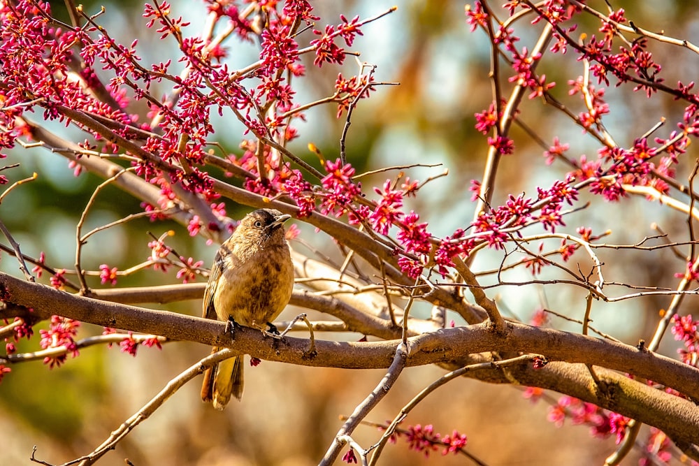 brown bird on brown tree branch during daytime