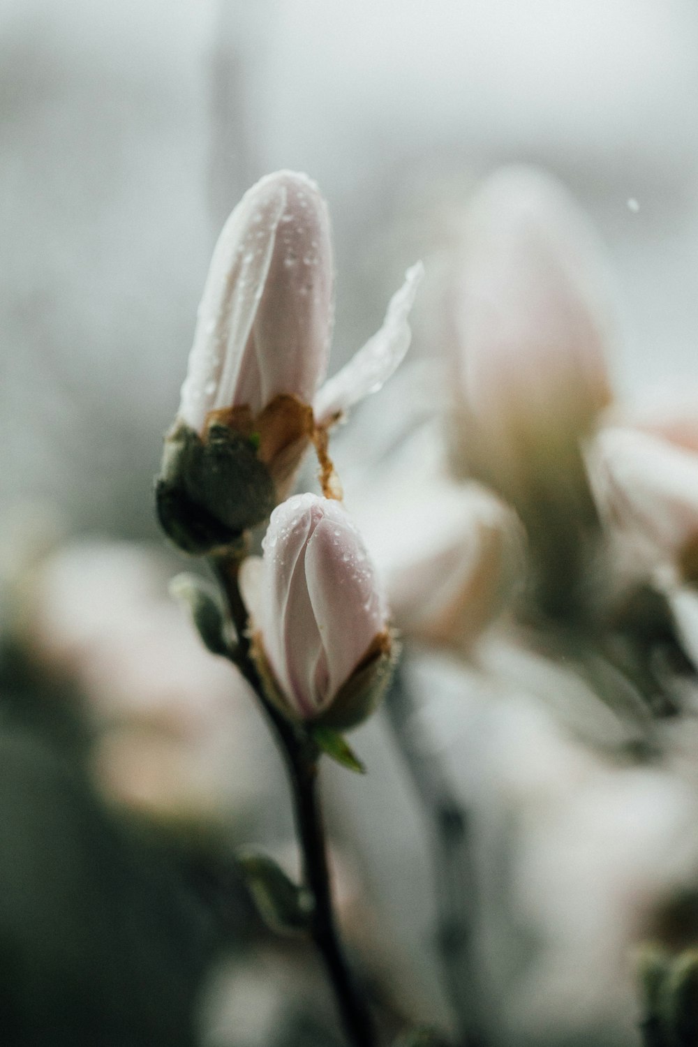 white and yellow flower in tilt shift lens