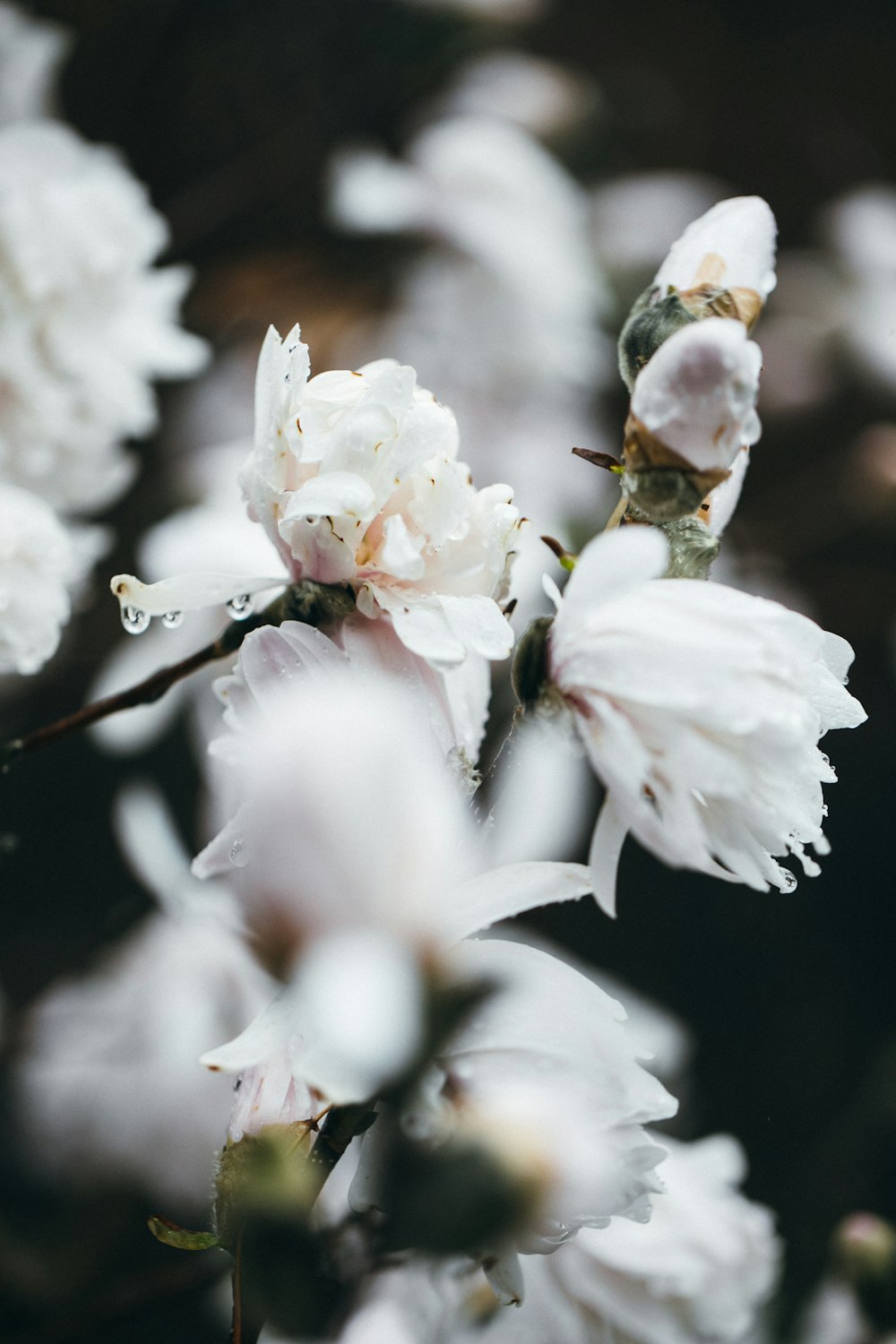 white cherry blossom in close up photography