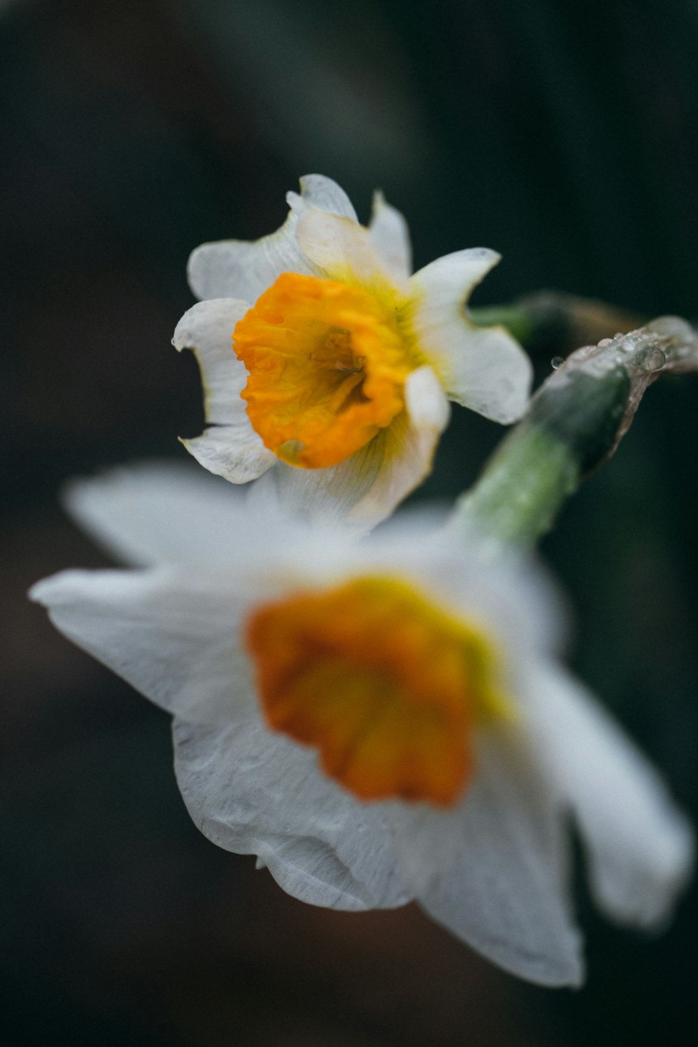 white and yellow flower in close up photography