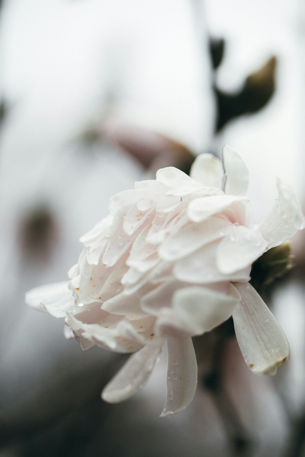 white flower in tilt shift lens