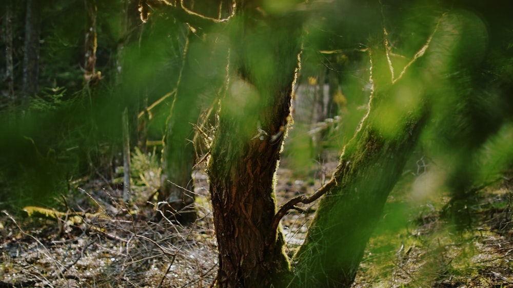 green moss on brown tree trunk