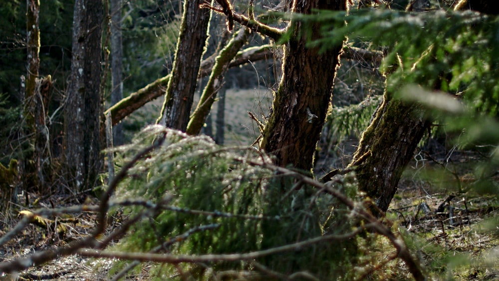 green moss on brown tree branch