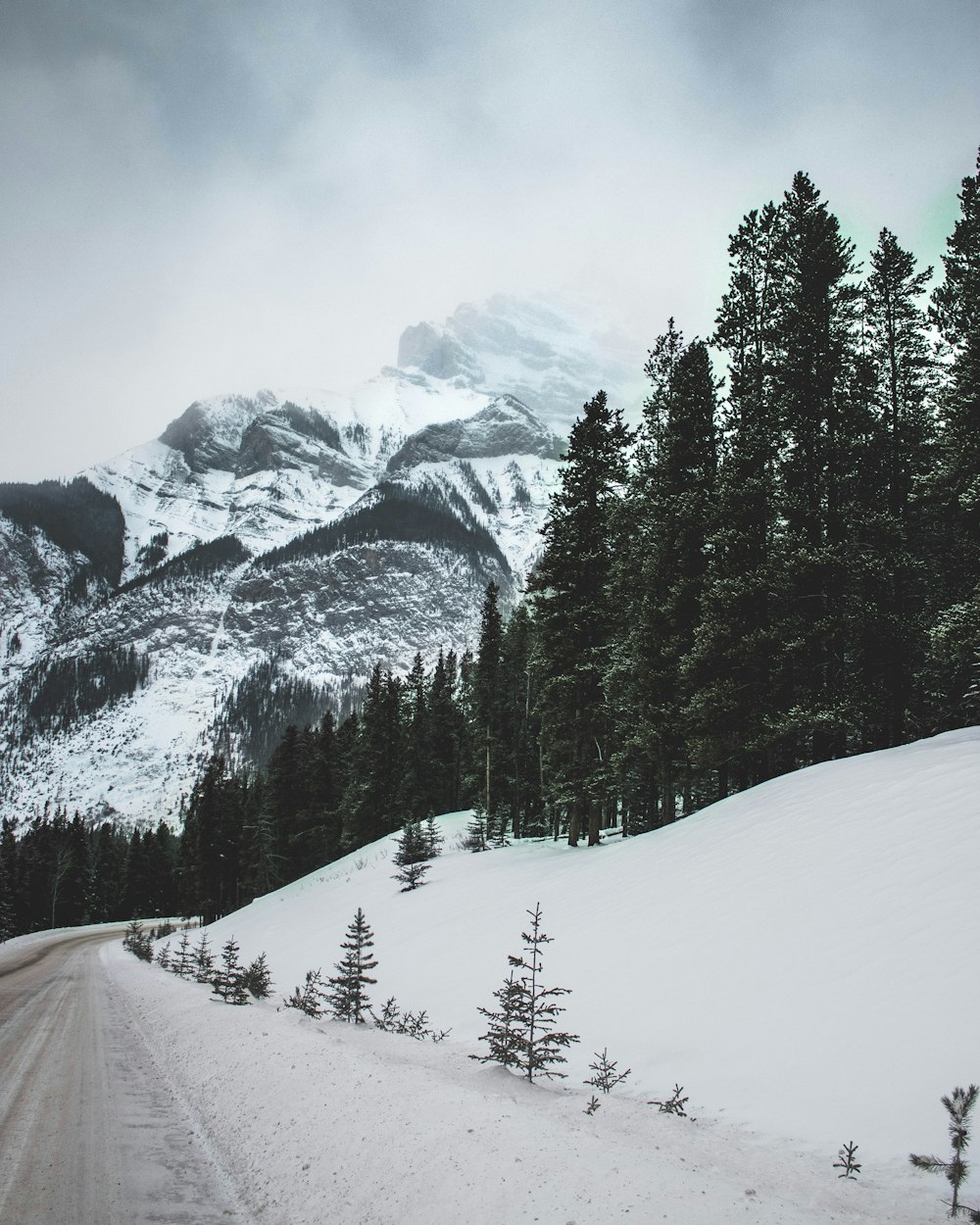 green pine trees on snow covered mountain during daytime