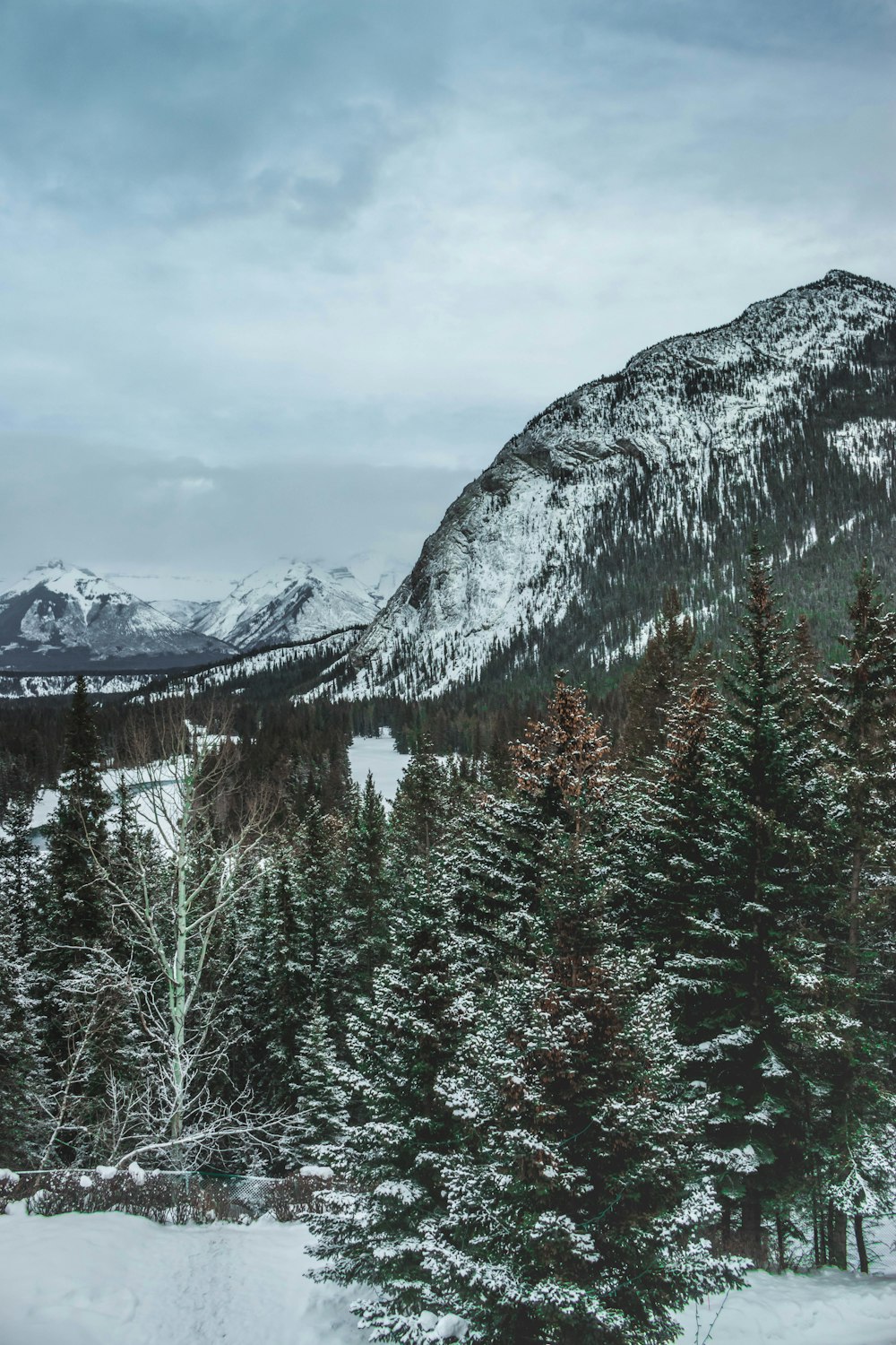 green pine trees near snow covered mountain during daytime