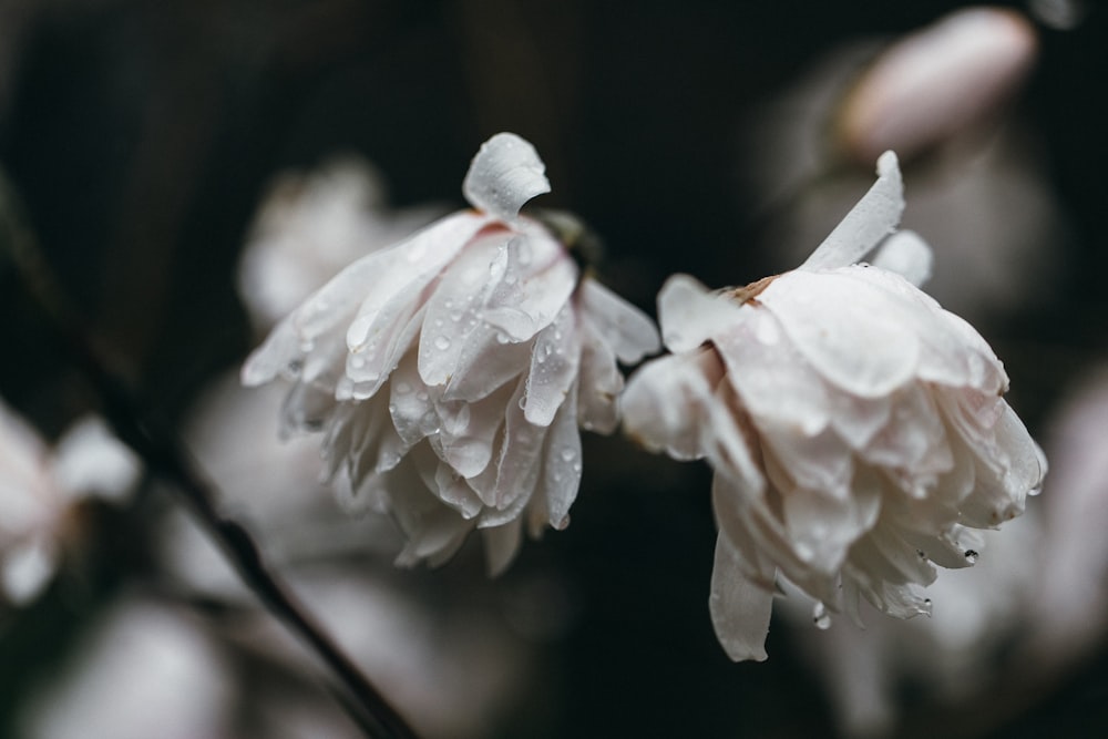 white flower in tilt shift lens