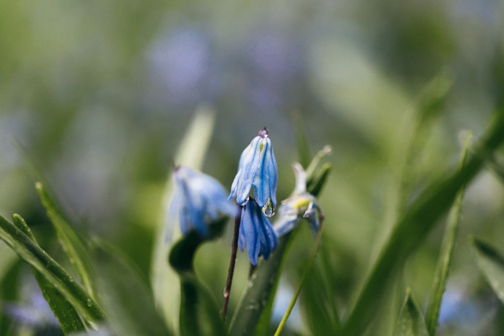 blue flower in tilt shift lens