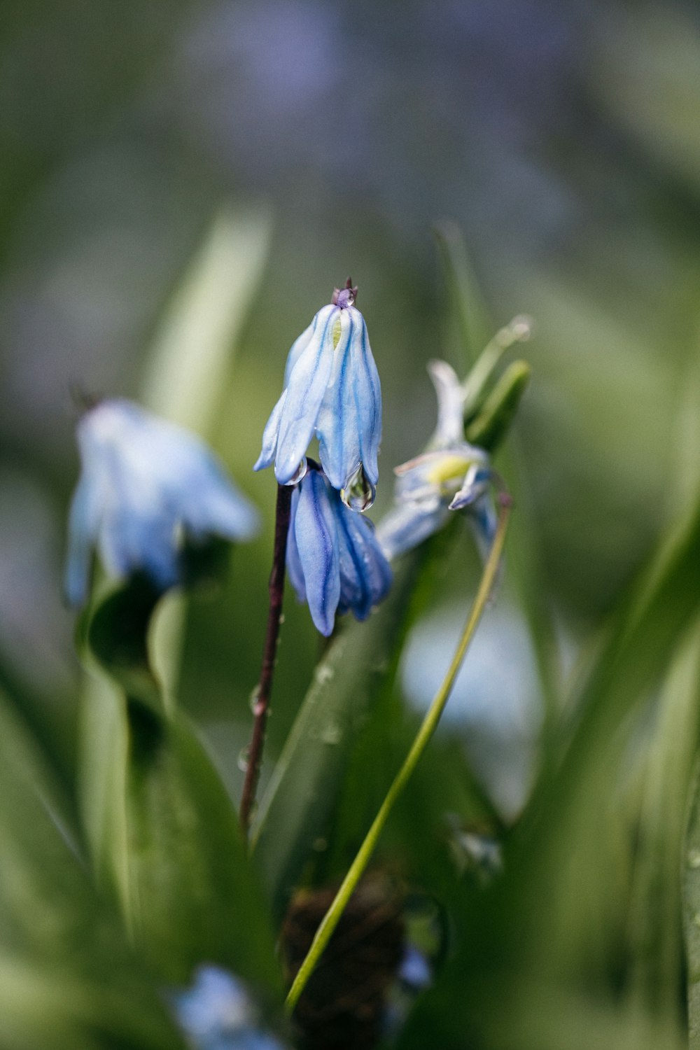 blue flower on brown stem