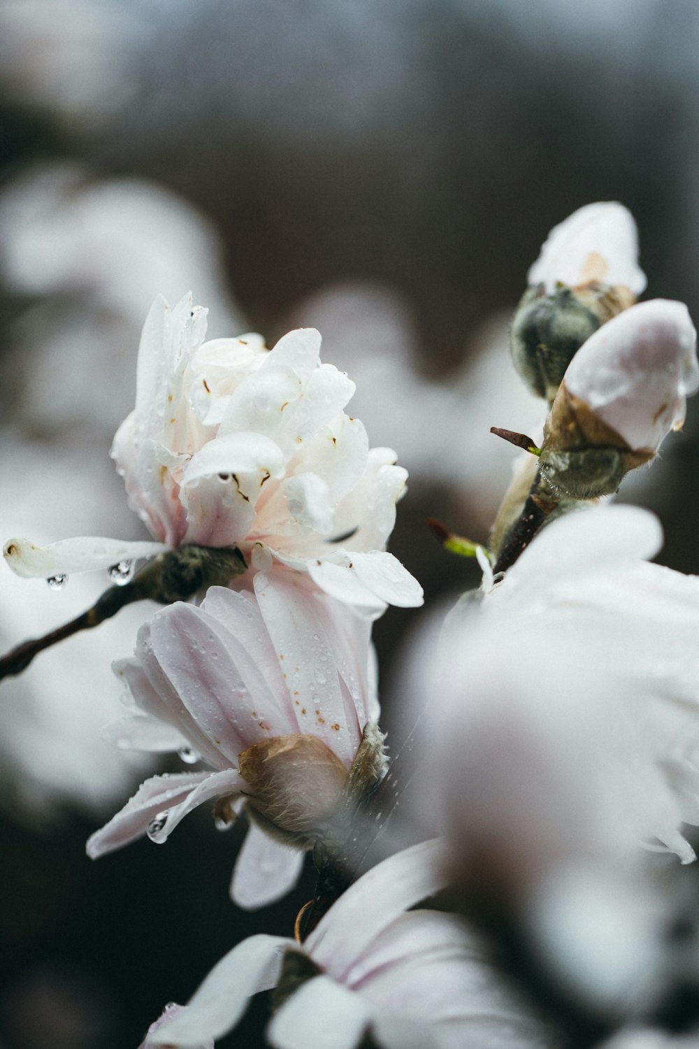 white cherry blossom in bloom during daytime