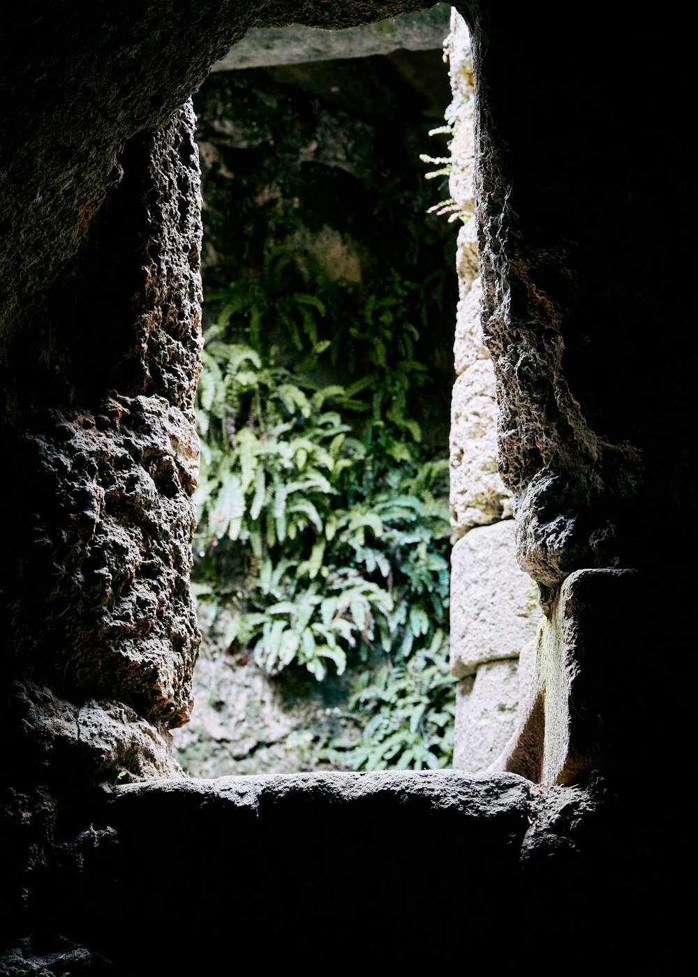 green plant on brown rock