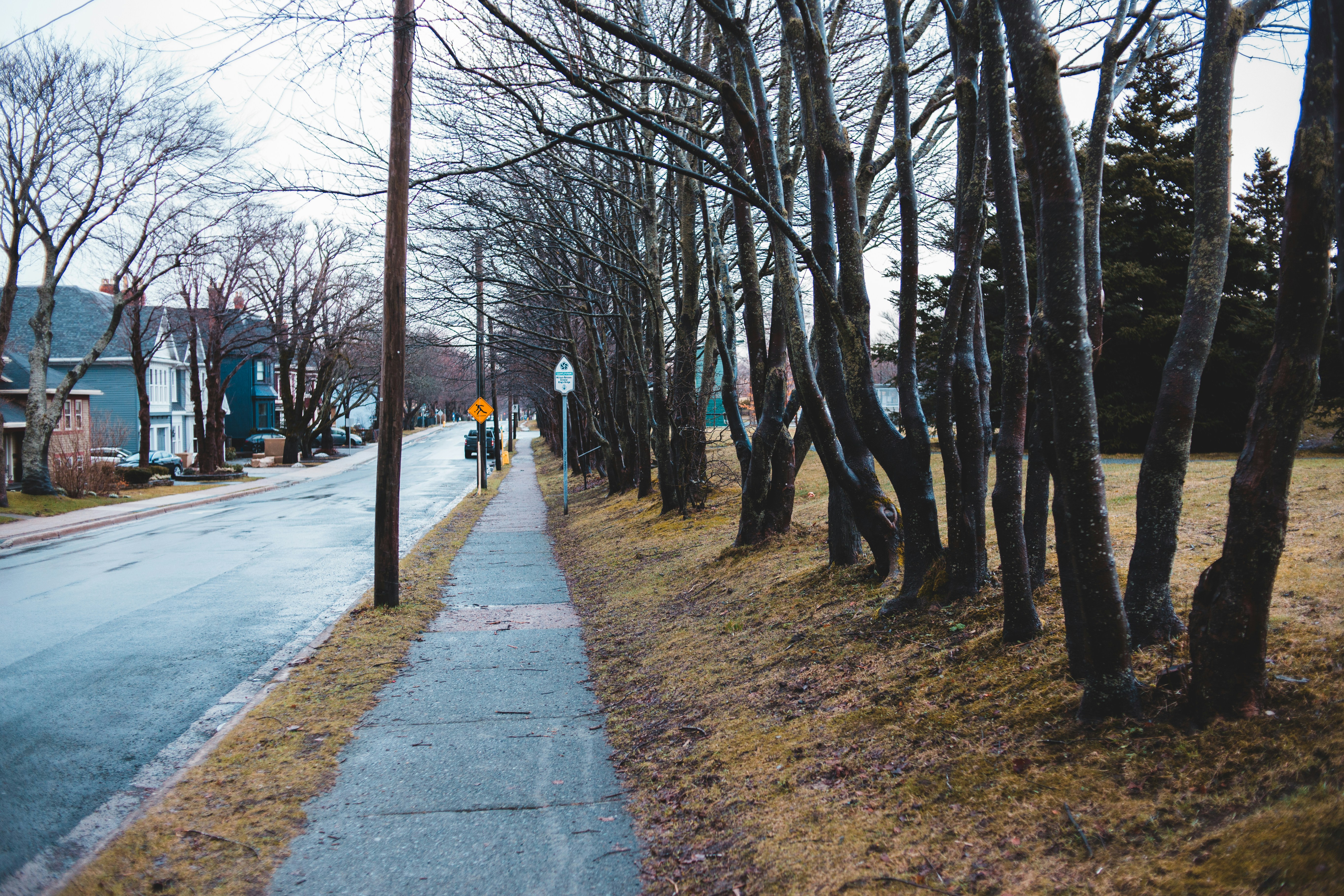 Person in black jacket walking on pathway between bare trees during ...