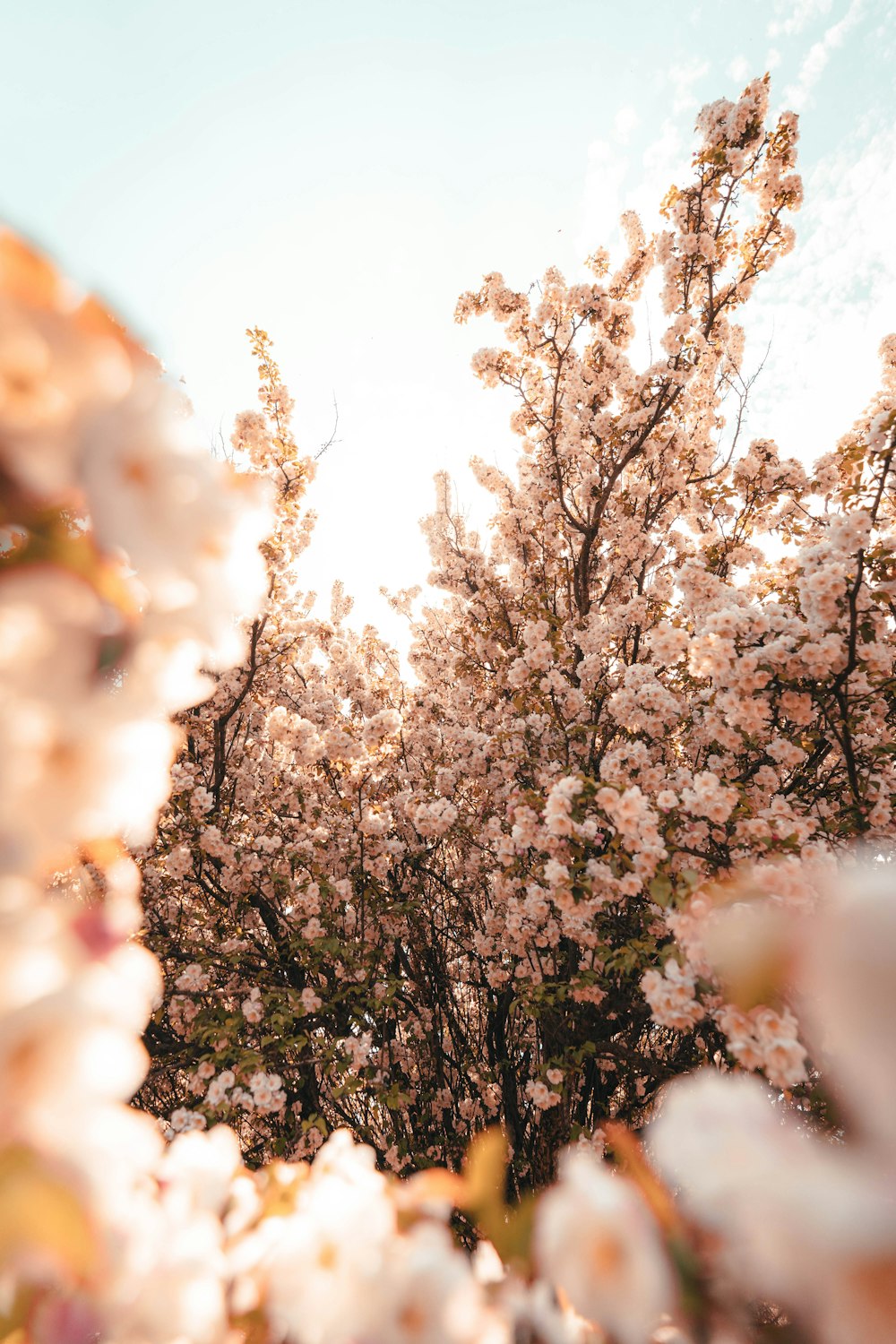 white and brown flowers during daytime