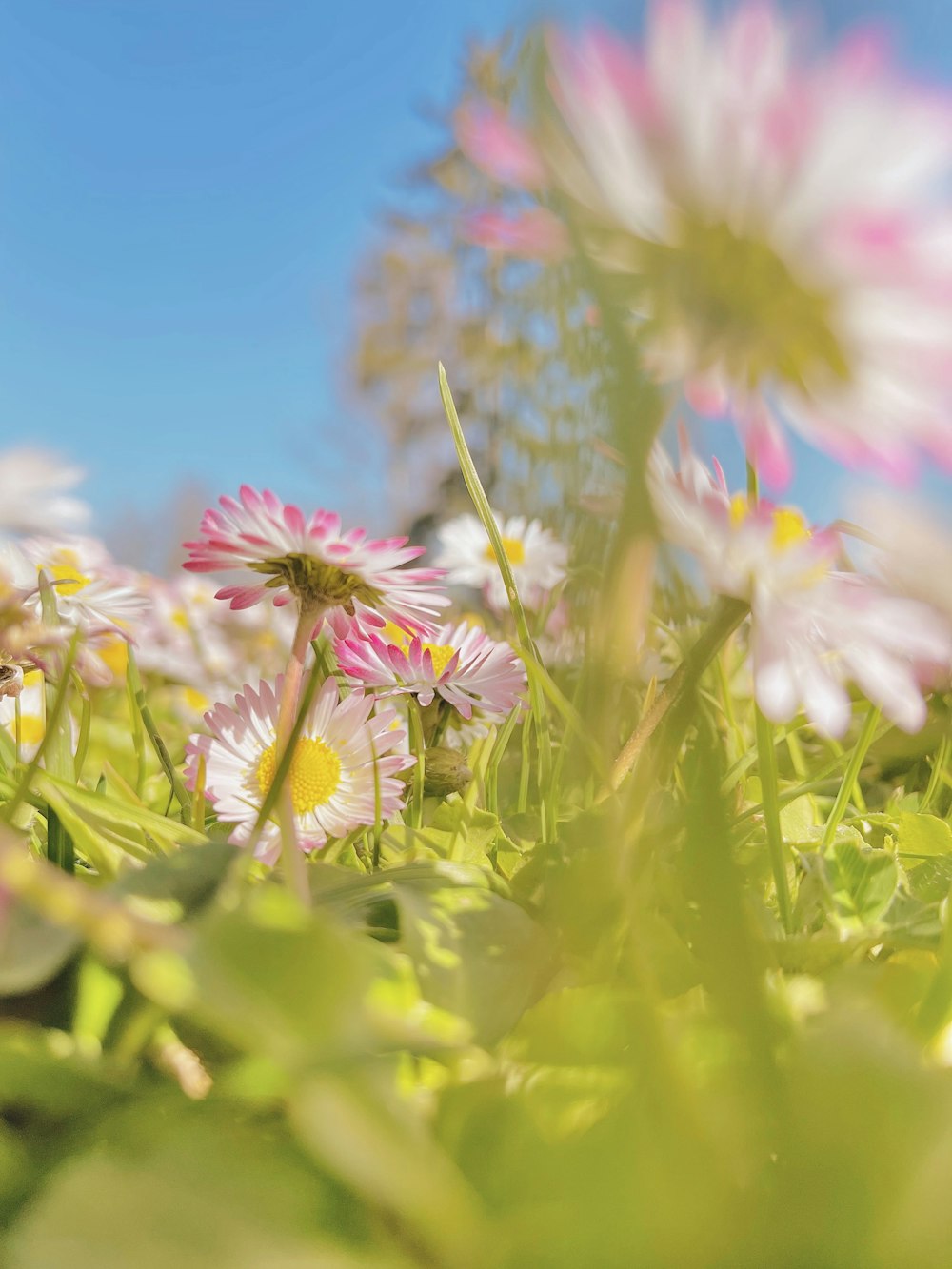 pink and white flowers during daytime