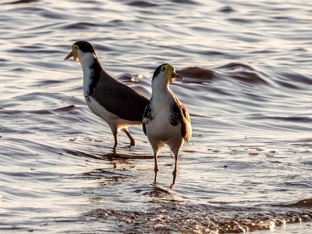 two white and brown birds on shore during daytime