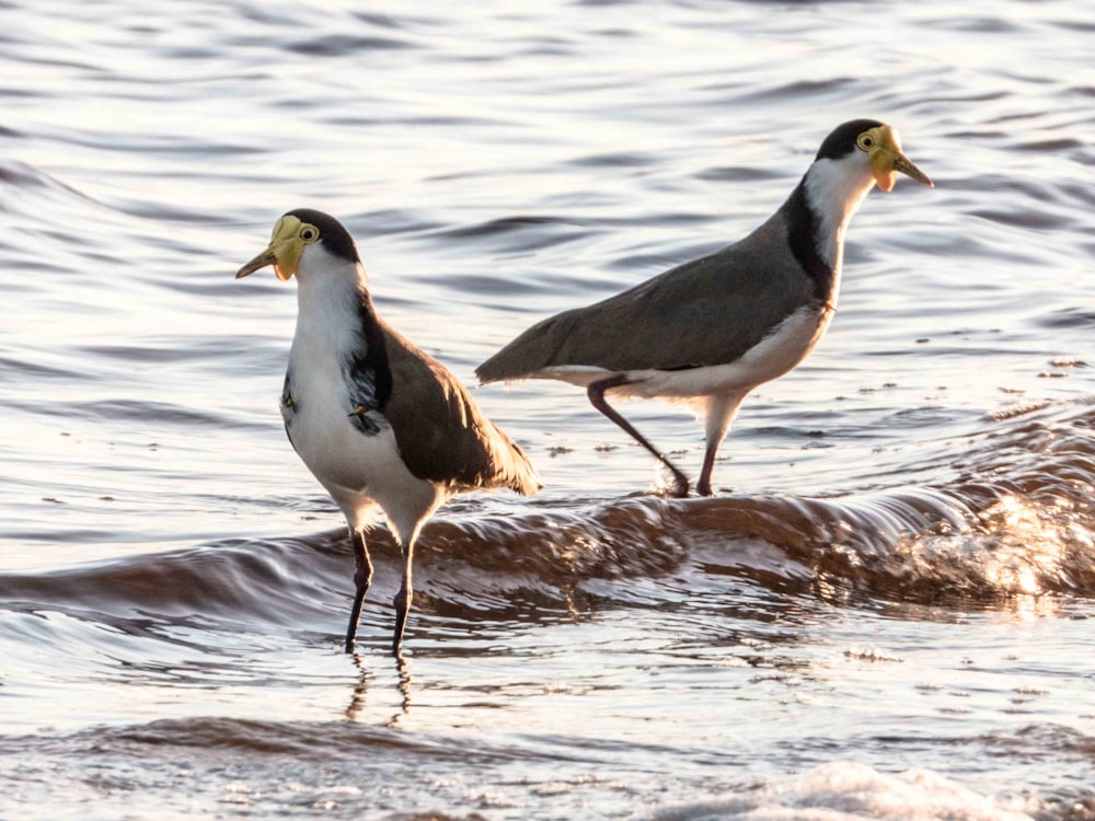 white and grey bird on water during daytime