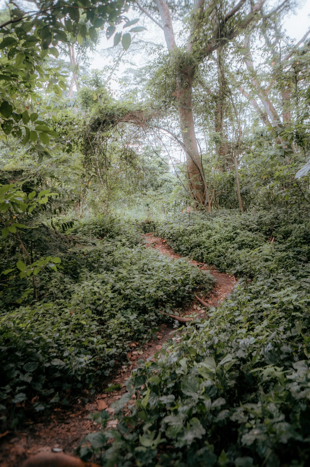 a dirt path in the middle of a forest