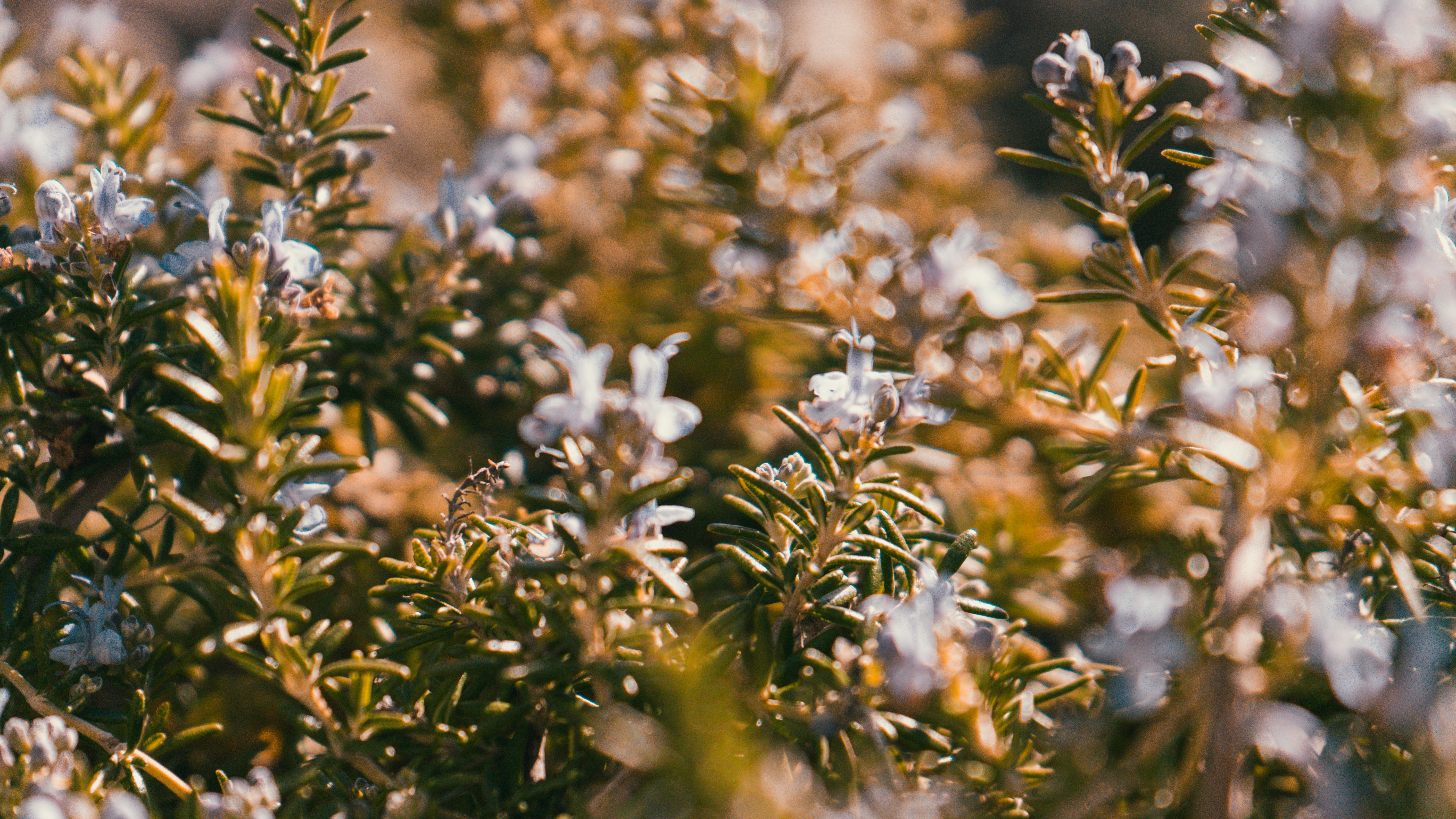 Photo by colefreeman