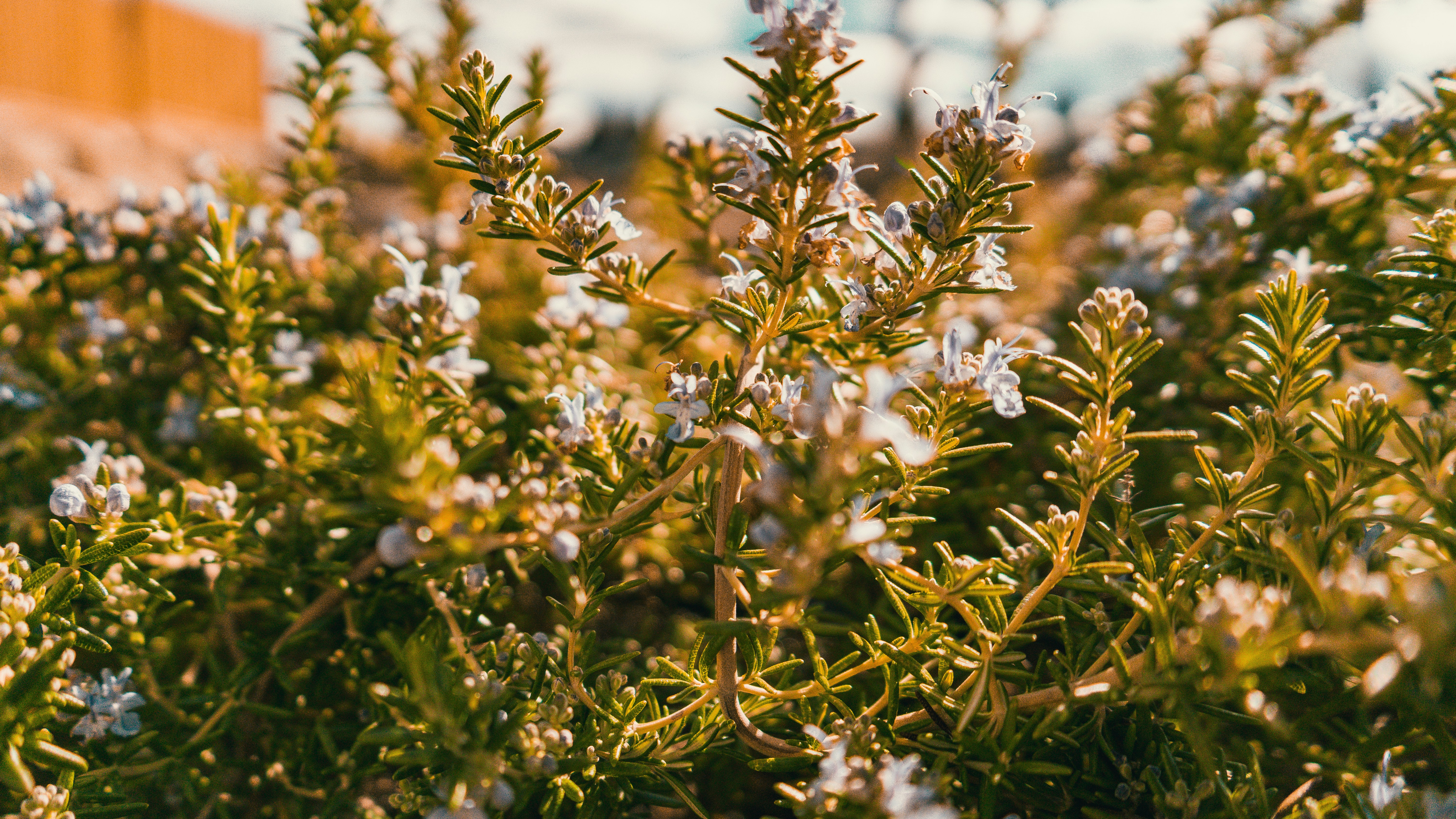 Photo by colefreeman