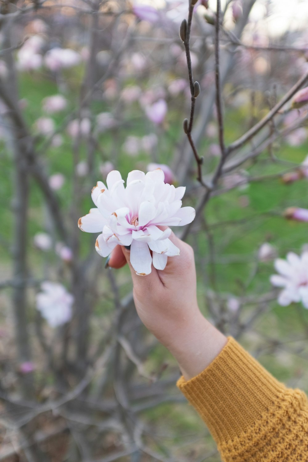 person holding white and pink cherry blossom