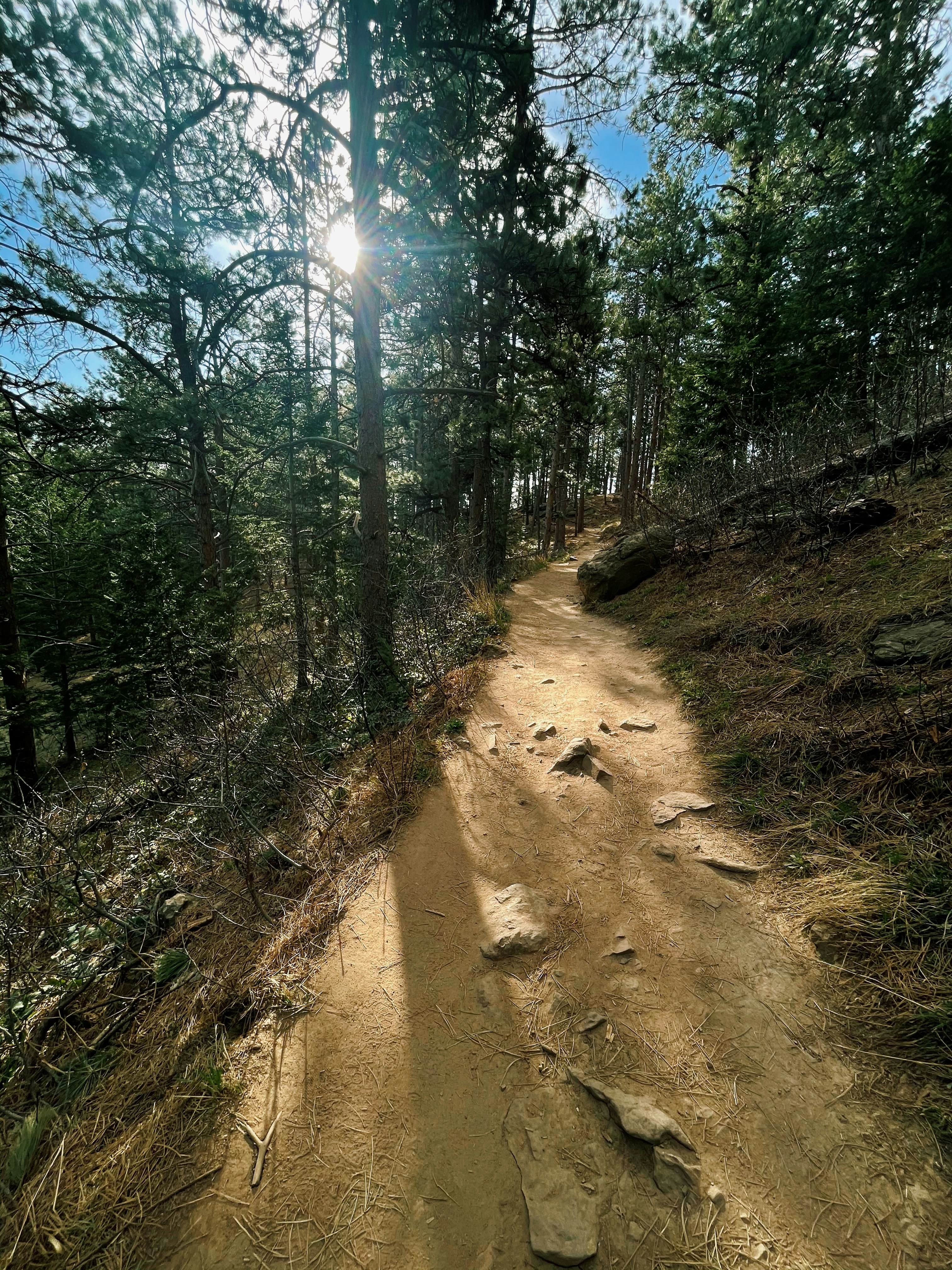 Arbres verts et chemin de terre brun