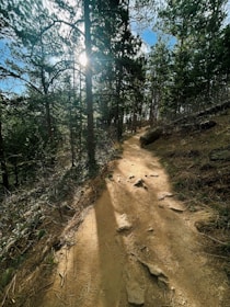 A sunlit forest trail winding through tall pine trees during early morning.