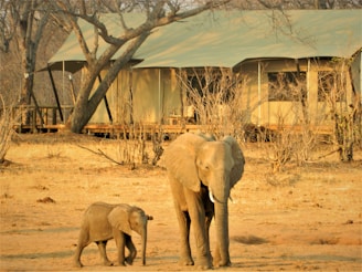 A large elephant and a smaller elephant, possibly a calf, are walking on a dry, dusty ground in front of a safari tent surrounded by bare trees.