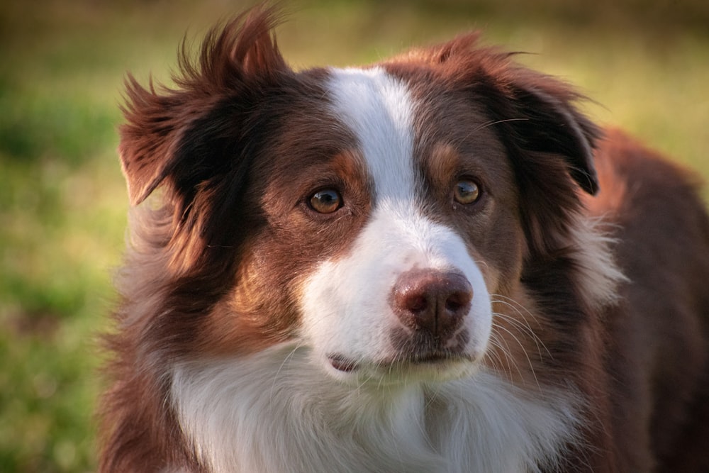 brown and white border collie