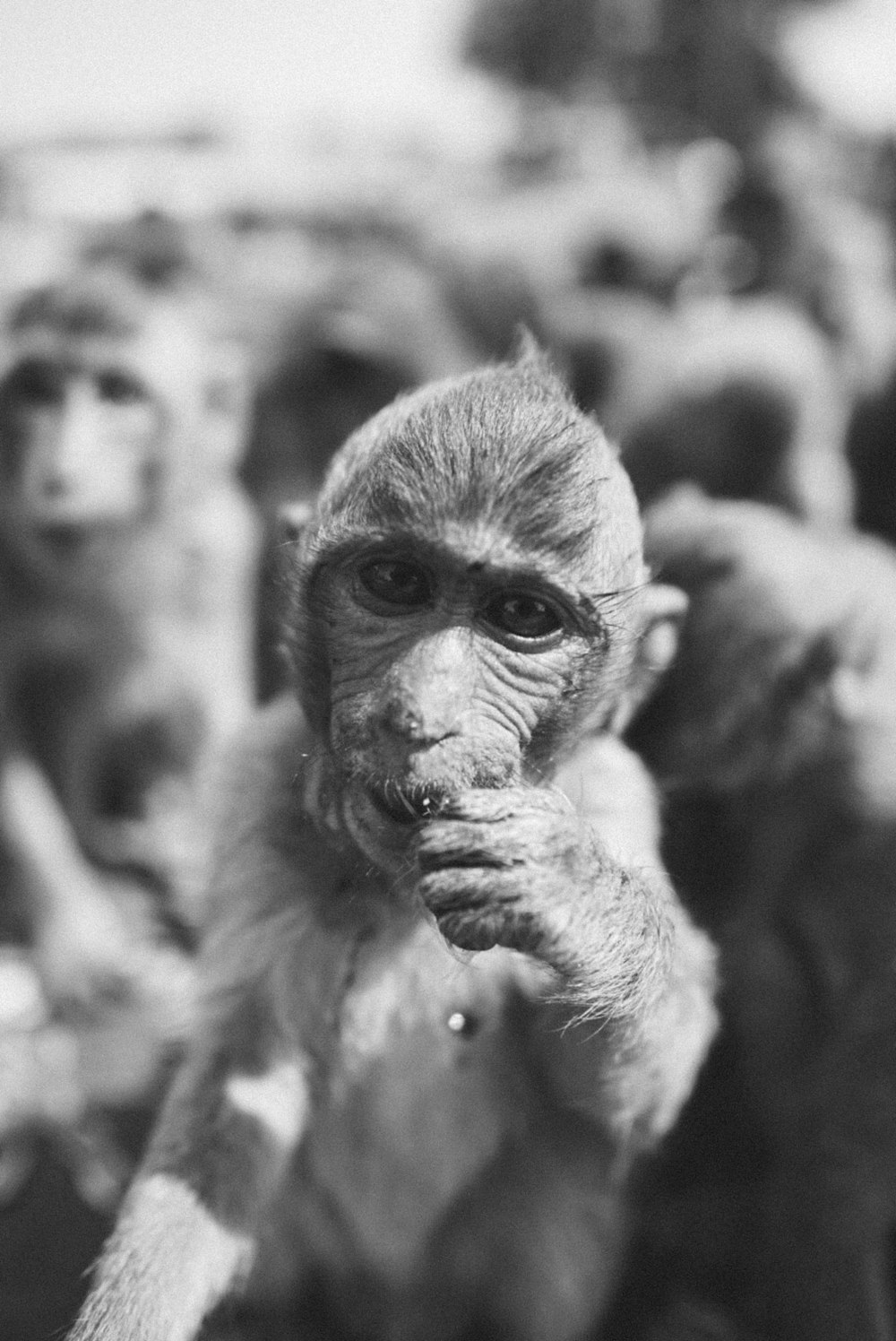 Foto de mono en fotografía en escala de grises de mono bebé – Imagen  gratuita Gris en Unsplash