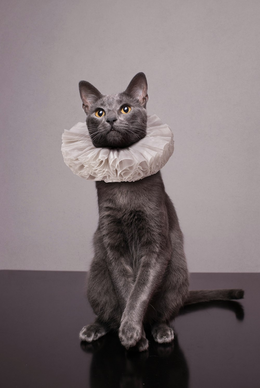 black cat on white textile