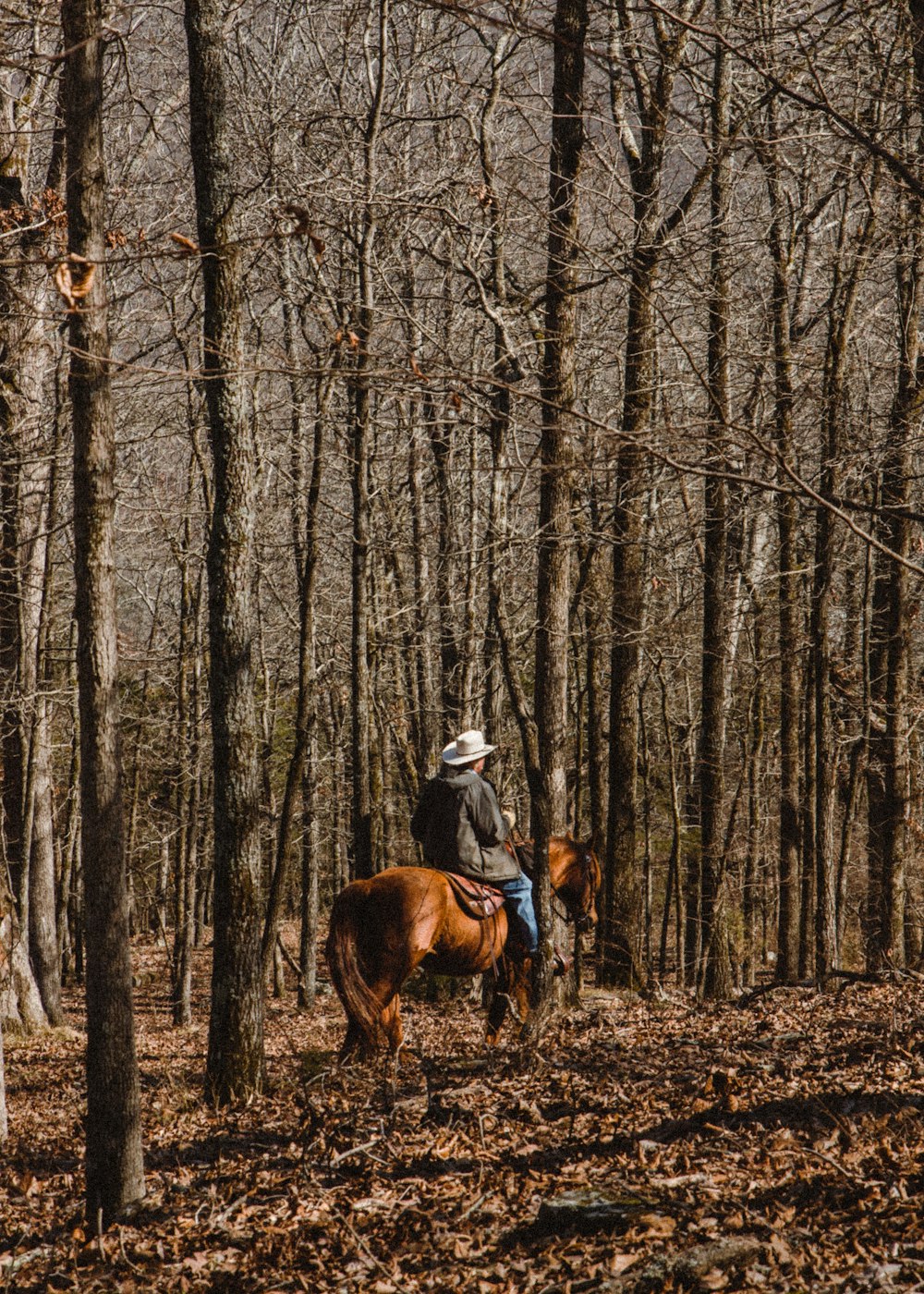 person riding horse in forest during daytime