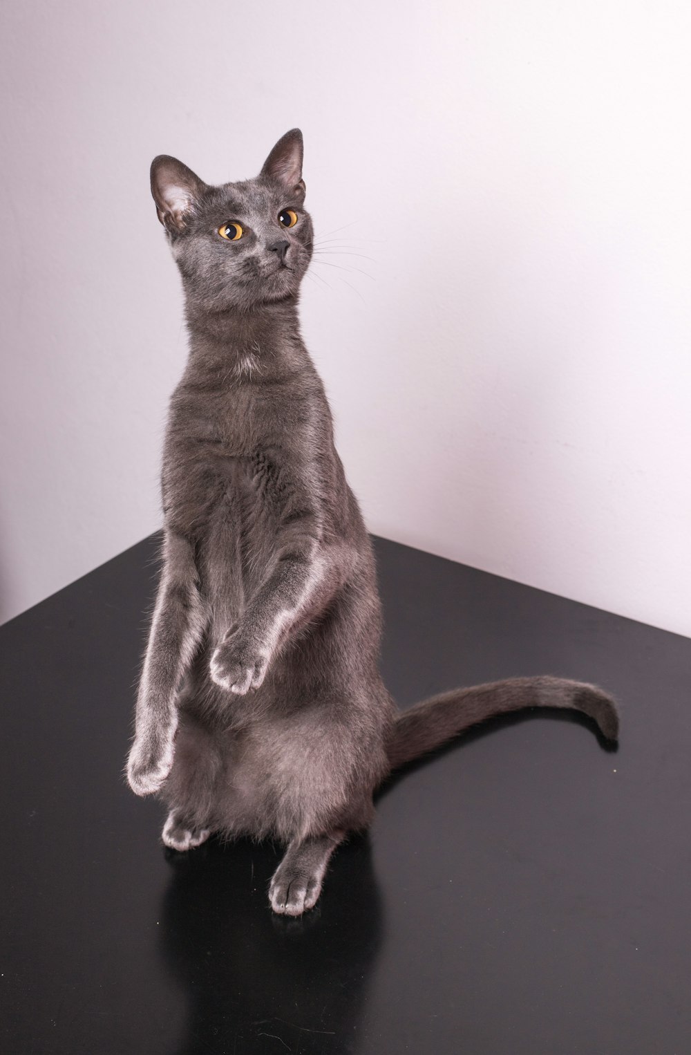 russian blue cat on black table